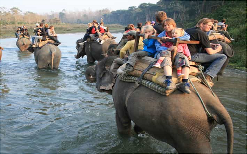 Chitwan Wonders: A Journey Through Nepal’s Wildlife Paradise: